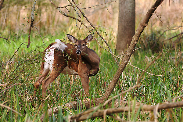 포토 JPG 해외이미지 나무 동물 계절 공원 야생동물 밭 포유류 자연 휴식 뿔 사람없음 야외 갈색 머리 쌓기 달러 흰색 나뭇가지 시골 숲 방목 바퀴자국 싱글 꼬리 사냥 귀 내추럴 동물상 아기사슴 암사슴 해외202004 해외포토 식물 공공시설 새끼 컬러 컨셉 돈 농업 자국 모션 사슴 신체부위 조형물 축산업 암컷 생태계 파일형식 이미지허브