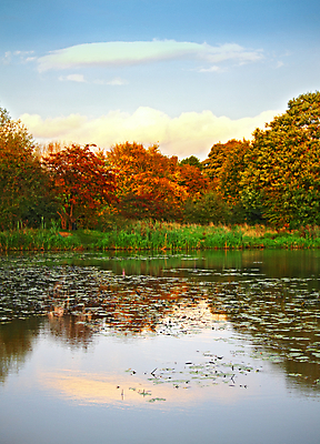 포토 JPG 해외이미지 나무 식물 계절 공원 호수 여행 잎 오렌지 자연 하늘 아침 풍경 사람없음 야외 빨간색 초록색 파란색 강 컬러풀 반사 노란색 평화 환경 침묵 일몰 가을 물방울 나뭇가지 개울 황금 숲 그림 찢어짐 삼림지대 생태학 해외202004 해외포토 주간 공공시설 교육 컬러 컨셉 과일 모션 노을 소리 생태계 파일형식 이미지허브
