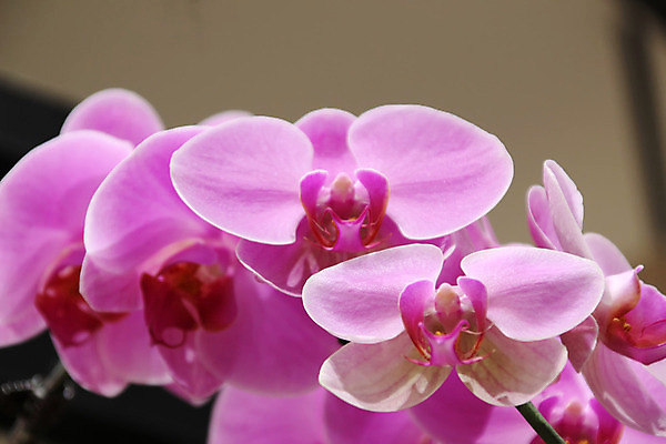 포토 JPG 해외이미지 꽃잎 화초 줄기 분홍색 결혼 잎 발렌타인데이 선물 사랑 씨앗 동양인 이벤트 취미 사람없음 장식 빛 보라색 스파 성장 축하 생일 난초 우아함 이슬 자주색 유혹 꽃집 제비꽃 순수 호접란 상록수 라일락 말레이시아 고립 꽃수술 돌봄 블러 엘리먼트 온실 원예사 세련 해외202004 해외포토 식물 직업 기념일 꽃 감정 아시아 컬러 컨셉 모션 데이이벤트 인종 상점 파일형식 이미지허브