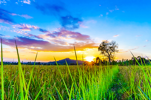 포토 JPG 해외이미지 나무 식물 음식 백그라운드 농업 오렌지 태국 자연 하늘 밥 아침 산 풍경 사람없음 야외 초록색 파란색 햇빛 태양 농장 환경 일몰 새벽 수확 시골 시간 낟알 지역 내추럴 논밭 밭일 해외202004 해외포토 주간 자연요소 산업 아시아 컬러 밭 과일 논 노을 생태계 파일형식 이미지허브