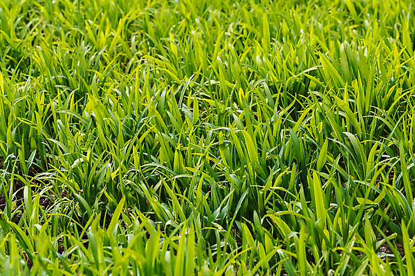 포토 JPG 해외이미지 식물 라이프스타일 공원 백그라운드 잎 밭 자연 놀이 새로움 풍경 잔디 사람없음 야외 가로 초록색 여름 햇빛 우주 환경 봄 활발 성장 신선 칼날 선택 보호 땅 질감 조경 장면 내추럴 평야 해외202004 해외포토 계절 공공시설 컬러 컨셉 농업 생활 태양 생태계 파일형식 이미지허브