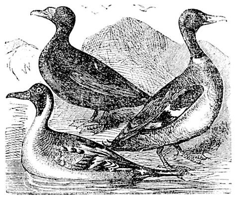 EPS 해외이미지 동물 호수 야생동물 날개 일러스트 자연 조류 오리 미술 사람없음 물 강 검은색 미국 골동품 흰색 연못 인쇄 깃털 그림 부리 목 북쪽 판화 물새 청둥오리 동물상 민물 옛날 해외202004 해외일러스트 자연요소 컬러 북아메리카 문화예술 신체부위 조형물 방향 생태계 파일형식 벡터 이미지허브