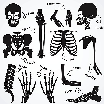 EPS 해외이미지 손 신체 일러스트 손가락 해부 뼈 골격 엑스레이 건강 병원 사람 세트 머리 환자 의사 광선 오르간 플랫 질병 X 흉부 만화 수집 심볼 척추 어깨 무릎 목 팔 외과 갈비뼈 발목 궤 돌봄 양발 정형외과 팔꿈치 해골모형 해외202004 해외일러스트 알파벳 의학 모션 발 신체부위 모형 의료진 건반악기 호흡기관 파일형식 벡터 이미지허브