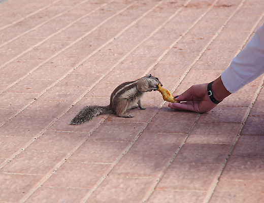 포토 JPG 해외이미지 동물 척추동물 1 손 야생동물 포유류 자연 생물 털 서기 사람없음 야외 반려동물 갈색 우주 줄무늬 설치류 작음 먹기 슛 솜털 리빙 고립 수유 해외202004 해외포토 컬러 무늬 모션 신체부위 크기 생태계 파일형식 이미지허브