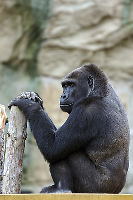 포토 JPG 해외이미지 동물 1 응시 야생동물 포유류 가족 자연 바나나 앉기 사람없음 원숭이 공터 고릴라 해외202004 해외포토 시선 과일 관계 모션 생태계 파일형식 이미지허브