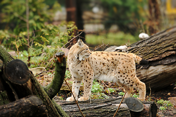 포토 JPG 해외이미지 동물 응시 얼굴 야생동물 자연 털 사람없음 야외 목재 옆모습 초록색 고양이 황무지 닫기 숲 위험 큼 사파리 육식동물 사냥꾼 내추럴 힘찬 스라소니 해외202004 해외포토 나무 직업 시선 뷰포인트 컬러 컨셉 재료 포유류 모션 신체부위 반려동물 크기 생태계 파일형식 이미지허브