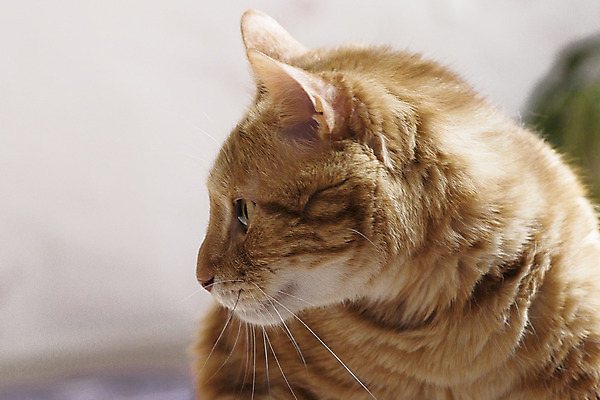 포토 JPG 해외이미지 동물 1 응시 백그라운드 장난 수염 털 사람없음 반려동물 귀여움 고양이 줄무늬 흰색 모피 꼬리 얼룩무늬 솜털 생강 고립 기르기 해외202004 해외포토 시선 컬러 컨셉 무늬 채소 포유류 돌봄 파일형식 이미지허브