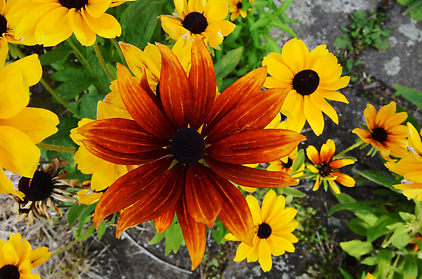 포토 JPG 해외이미지 식물 꽃잎 꽃 백그라운드 잎 꽃무늬 자연 사람없음 컬러풀 정원 봄 성장 닫기 유기농 원예 내추럴 해외202004 해외포토 웰빙 계절 컬러 무늬 모션 취미 생태계 파일형식 이미지허브