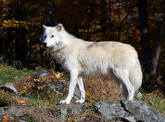 포토 JPG 해외이미지 동물 야생동물 캐나다 포유류 자연 털 종류 사람없음 가을 흰색 숲 북극 육식동물 늑대 송곳니 해외202004 해외포토 계절 컬러 북아메리카 치아 극지방 생태계 파일형식 이미지허브