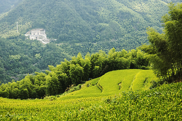 포토 JPG 해외이미지 농업 산 풍경 사람없음 초록색 농가 중국 폭포 수확 가을 시골 농부 대나무 삼나무 해외202004 해외포토 나무 직업 계절 산업 아시아 컬러 자연 농장 파일형식 이미지허브