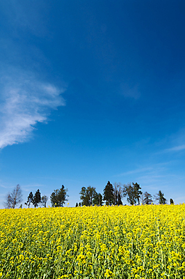 포토 JPG 해외이미지 나무 식물 구름 꽃 백그라운드 밭 농업 자연 하늘 풍경 사람없음 세로 초록색 파란색 노란색 환경 맑음 봄 벚꽃 흰색 시골 유채 카놀라 수평선 카피스페이스 해외202004 해외포토 자연요소 계절 산업 컬러 날씨 공백 생태계 파일형식 이미지허브