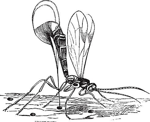 EPS 해외이미지 동물 디자인 야생동물 곤충 날개 일러스트 자연 생물 미술 사람없음 검은색 골동품 흰색 말벌 스케치 전갈 그림 생물학 판화 내추럴 동물상 옛날 해외202004 해외일러스트 교육 컬러 절지류 문화예술 조형물 벌_곤충 생태계 파일형식 벡터 이미지허브