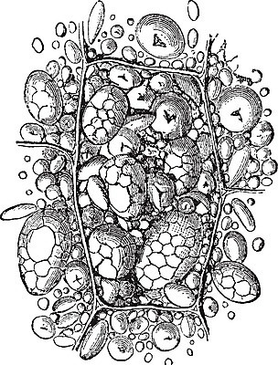 EPS 해외이미지 선 일러스트 세포 옥수수 미술 사람없음 검은색 흰색 설탕 그림 판화 녹말 해외202004 해외일러스트 컬러 문화예술 곡류 파일형식 벡터 이미지허브