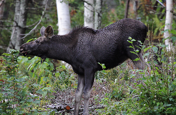 포토 JPG 해외이미지 나무 잎 캐나다 포유류 사람없음 가로 붓 입 먹이 먹기 자작나무 수유 해외202004 해외포토 식물 동물 북아메리카 모션 신체부위 파일형식 이미지허브