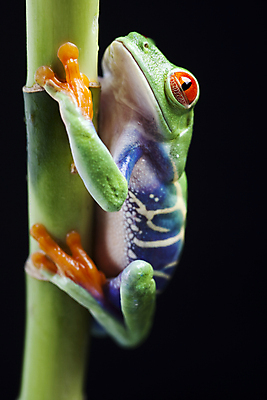 포토 JPG 해외이미지 한마리 야생동물 검은배경 실내 매달리기 양서류 사람없음 청개구리 잎줄기 해외202004 해외포토 동물 1 줄기 백그라운드 모션 개구리 내부 검은색 파일형식 이미지허브