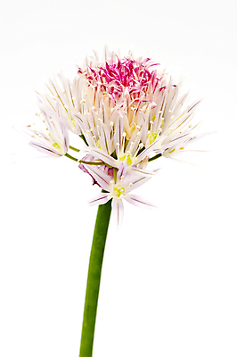 포토 JPG 해외이미지 식물 계절 꽃 음식 분홍색 백그라운드 다이어트 채소 재료 자연 건강 사람없음 야외 세로 초록색 여름 머리 정원 보라색 중국 봄 샐러드 벚꽃 신선 닫기 자르기 허브 향신료 묘사 유기농 내추럴 넘어짐 해외202004 해외포토 웰빙 아시아 컬러 모션 신체부위 생태계 향미료 파일형식 이미지허브