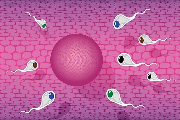 EPS 해외이미지 여자 남자 벽 신체 일러스트 포유류 세포 건강 씨앗 사람 약 머리 계란 경쟁 임신 DNA 만화 생물학 꼬리 튜브 자궁 성별 해외202004 해외일러스트 식물 동물 교육 컨셉 의학 신체부위 알 장기_의학 생명공학 파일형식 벡터 이미지허브