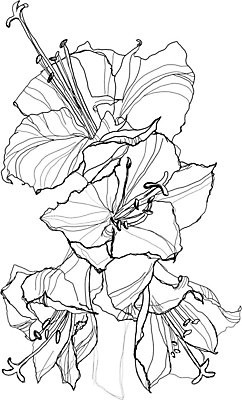 EPS 해외이미지 식물 계절 꽃 아시아 야생동물 백그라운드 꽃무늬 패턴 일러스트 자연 잉크 흑백 그래픽 장식 펜 정원 검은색 흰색 나뭇가지 인쇄 스케치 그림 생물학 하와이 판화 옛날 핸드메이드 히비스커스 알로하 해외202004 해외일러스트 나무 동물 교육 나라 컬러 무늬 촬영기법 미술 필기구 미국 인사 생태계 파일형식 벡터 이미지허브