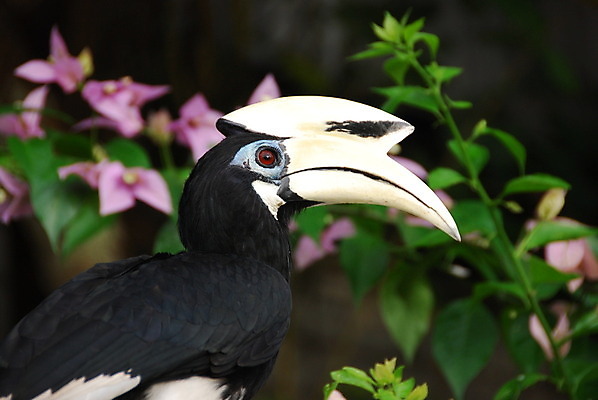 포토 JPG 해외이미지 야생동물 조류 열대 사람없음 깃털 부리 동물상 해외202004 해외포토 동물 조형물 파일형식 이미지허브
