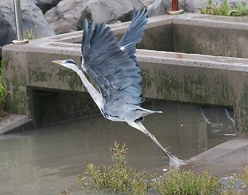 포토 JPG 해외이미지 야생동물 조류 사람없음 강 왜가리 이륙 보호구역 해외202004 해외포토 동물 구역 파일형식 이미지허브