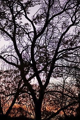 포토 JPG 해외이미지 나무 실루엣 백그라운드 겨울 오렌지 하늘 사람없음 목재 빨간색 컬러풀 일몰 나뭇가지 해외202004 해외포토 식물 계절 컬러 과일 재료 촬영기법 노을 파일형식 이미지허브