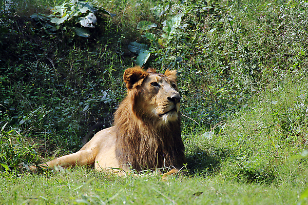 포토 JPG 해외이미지 동물 아시아 야생동물 포유류 아프리카 자연 국립공원 사람없음 고양이 힘 에너지 우아함 사자 인도인 육식동물 사냥꾼 힘찬 해외202004 해외포토 외국인 직업 공원 나라 컨셉 동양인 반려동물 생태계 파일형식 이미지허브