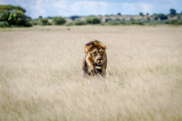 포토 JPG 해외이미지 동물 야생동물 포유류 아프리카 자연 털 사람없음 힘 분노 위험 사자 큼 사파리 리더 육식동물 갈기 사냥꾼 표범 사바나 해외202004 해외포토 직업 감정 나라 컨셉 크기 생태계 파일형식 이미지허브