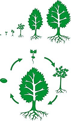 포토 JPG 해외이미지 나무 일러스트 사람없음 새싹 관목 생물학 순환 해외202004 해외포토 식물 교육 모션 파일형식 이미지허브