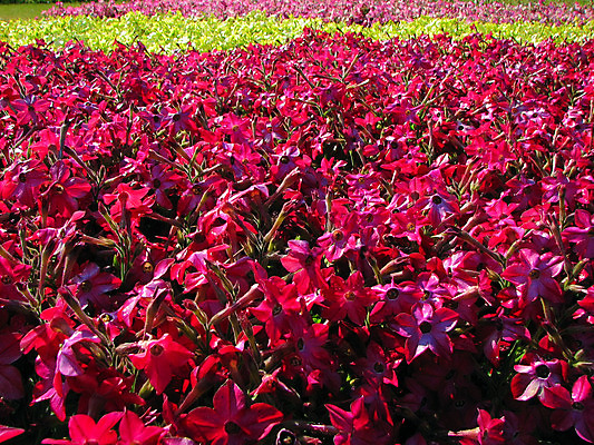 포토 JPG 해외이미지 식물 계절 꽃잎 꽃 백그라운드 잎 꽃무늬 자연 사람없음 야외 빨간색 초록색 노란색 정원 보라색 봄 벚꽃 침대 원예 멀티 정중 해외202004 해외포토 컬러 가구 컨셉 무늬 취미 생태계 파일형식 이미지허브