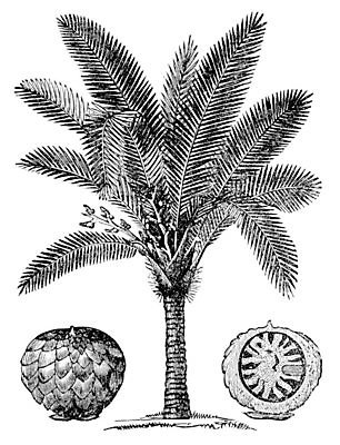 EPS 해외이미지 나무 식물 디자인 꽃 줄기 잎 과일 일러스트 재료 자연 손바닥 미술 동양인 사람없음 검은색 골동품 흰색 개화 스케치 그림 상업 판화 내추럴 녹말 옛날 해외202004 해외일러스트 손 컬러 문화예술 인종 생태계 파일형식 벡터 이미지허브