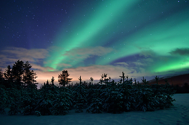 포토 JPG 해외이미지 나무 구름 별 겨울 밭 자연 하늘 전등 노르웨이 풍경 사람없음 야외 초록색 빛 컬러풀 태양 우주 어둠 추위 나뭇가지 원형 황무지 야간 숲 12월 북극 장면 북쪽 오로라 내추럴 스칸디나비아 웅장함 현상 가문비나무 해외202004 해외포토 자연요소 도형 식물 계절 유럽 컬러 농업 자연현상 조명 날짜 극지방 방향 생태계 파일형식 이미지허브