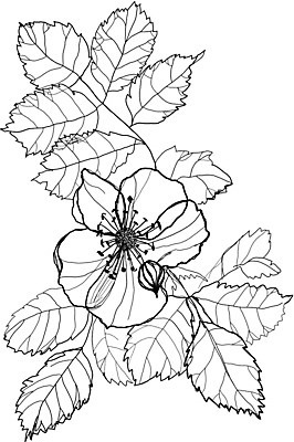 EPS 해외이미지 식물 계절 꽃 야생동물 백그라운드 꽃무늬 패턴 일러스트 자연 잉크 흑백 그래픽 장식 펜 정원 검은색 흰색 나뭇가지 인쇄 스케치 그림 생물학 판화 옛날 핸드메이드 해외202004 해외일러스트 나무 동물 교육 컬러 무늬 촬영기법 미술 필기구 생태계 파일형식 벡터 이미지허브