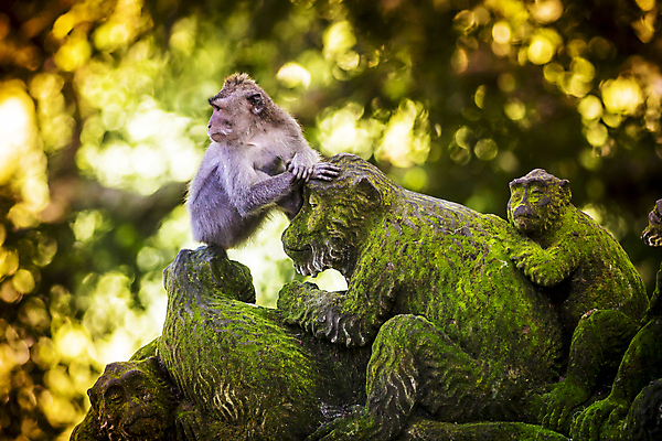 포토 JPG 해외이미지 나무 동물 1 여자 아시아 야생동물 음식 여행 잎 포유류 자연 털 동물원 이끼 앉기 사람없음 야외 초록색 반려동물 조각상 원숭이 사찰 영혼 숲 열대우림 발리 인도네시아 지역 유인원 보호구역 해외202004 해외포토 식물 나라 컬러 섬 종교건축 모션 사람 조형물 생태계 구역 파일형식 이미지허브