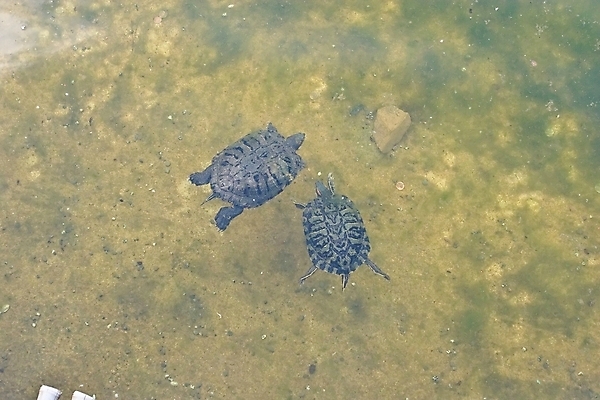 포토 JPG 해외이미지 식물 동물 남자 야생동물 잎 파충류 자연 생물 주택 양서류 사람없음 야외 빨간색 초록색 물 반려동물 갈색 노란색 정원 침묵 줄무늬 젖음 추위 껍질 연못 거북이 생물학 귀 느림 기어가기 생존 끈적임 해외202004 해외포토 자연요소 교육 컬러 무늬 모션 사람 건물 신체부위 소리 생태계 파일형식 이미지허브