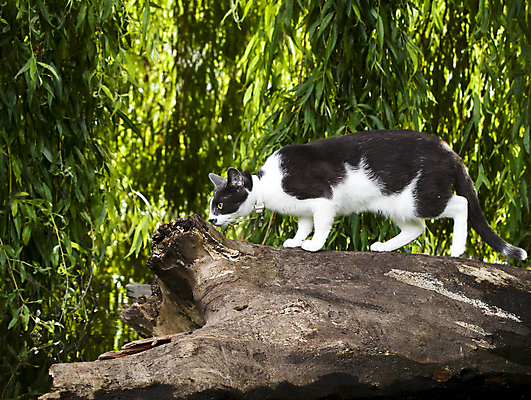 포토 JPG 해외이미지 나무 동물 1 이동 잎 모션 자연 사람없음 야외 목재 초록색 반려동물 고양이 산책 사냥 사냥꾼 해외202004 해외포토 식물 직업 컬러 컨셉 재료 포유류 휴식 생태계 파일형식 이미지허브