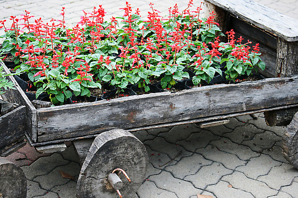 포토 JPG 해외이미지 식물 꽃 화분 분홍색 백그라운드 자연 해바라기 주택 사람없음 야외 목재 장식 빨간색 여름 상자 컬러풀 태양 정원 맑음 봄 성장 신선 도자기 개화 원예 데이지 대문 심기 제라늄 해외202004 해외포토 자연요소 나무 계절 컬러 재료 모션 날씨 취미 건물 문 생태계 파일형식 이미지허브