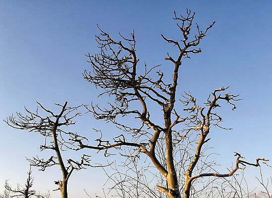 포토 JPG 해외이미지 나무 자연 하늘 사람없음 목재 파란색 나뭇가지 죽음 벌거벗은 해외202004 해외포토 식물 컬러 재료 생태계 파일형식 이미지허브