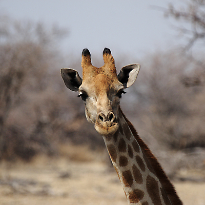 포토 JPG 해외이미지 동물 야생동물 포유류 아프리카 자연 사람없음 노란색 머리 기린 사파리 호기심 나미비아 해외202004 해외포토 감정 나라 컬러 컨셉 신체부위 생태계 남아프리카 파일형식 이미지허브