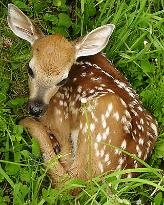 포토 JPG 해외이미지 동물 야생동물 포유류 자연 사람없음 야외 봄 아기 신생아 숲 사냥 아기사슴 해외202004 해외포토 계절 새끼 사슴 사람 생태계 파일형식 이미지허브