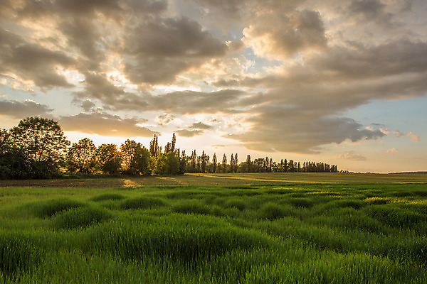 포토 JPG 해외이미지 나무 구름 계절 문화 지구 백그라운드 잎 밭 농업 골프 자연 하늘 파노라마 풍경 사람없음 야외 초록색 여름 파란색 햇빛 태양 농장 농경지 노란색 일출 환경 일몰 봄 성장 시골 땅 언덕 장면 내추럴 땅바닥 밭일 줄서기 평야 수평선 세련 해외202004 해외포토 자연요소 식물 산업 컬러 모션 바닥 촬영기법 구기 노을 생태계 파일형식 이미지허브