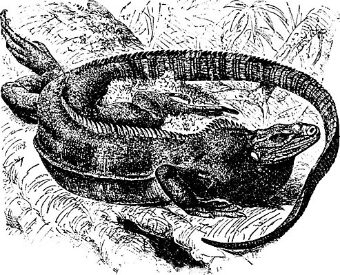 EPS 해외이미지 선 일러스트 미술 사람없음 검은색 흰색 반지 그림 꼬리 이구아나 판화 해외202004 해외일러스트 컬러 장신구 파충류 문화예술 파일형식 벡터 이미지허브