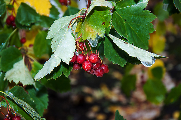 포토 JPG 해외이미지 식물 계절 열매 문화 음식 잎 과일 자연 건강 씨앗 풍경 사람없음 야외 목재 빨간색 빛 약 환경 정원 추위 가을 흰색 나뭇가지 신선 약초 숲 서리 날것 10월 숙성 채식주의자 해외202004 해외포토 나무 컬러 재료 의학 풀_식물 날짜 생태계 채식 파일형식 이미지허브