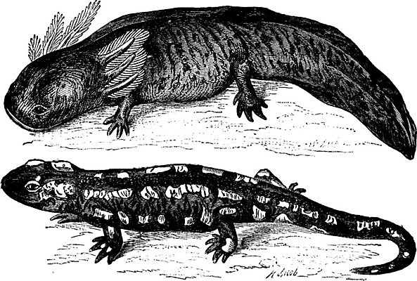 EPS 해외이미지 동물 일러스트 파충류 자연 멕시코 양서류 어류 미술 사람없음 걷기 검은색 흰색 변화 호흡 땅 그림 꼬리 도마뱀 판화 내추럴 기어가기 변태 옛날 해외202004 해외일러스트 컬러 컨셉 북아메리카 모션 문화예술 수중동물 생태계 파일형식 벡터 이미지허브