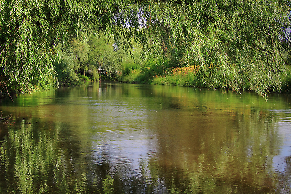 포토 JPG 해외이미지 나무 잎 곡선 자연 사람없음 초록색 물 강 흐름 연못 숲 해외202004 해외포토 자연요소 식물 선 컬러 컨셉 생태계 파일형식 이미지허브