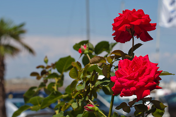 포토 JPG 해외이미지 식물 꽃 2 자연 사람없음 야외 가로 빨간색 초록색 햇빛 장미 정원 맑음 벚꽃 개화 싱글 떠남 해외202004 해외포토 컬러 모션 날씨 태양 생태계 파일형식 이미지허브