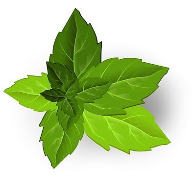 EPS 해외이미지 식물 음식 백그라운드 잎 꽃무늬 일러스트 건강 요리 미술 초록색 약 정원 봄 흰색 나뭇가지 신선 양념 닫기 차 스케치 수집 민트 허브 오브젝트 그림 에코 유기농 날것 향기 냄새 바질 로즈메리 고립 엘리먼트 채식주의자 해외202004 스피아민트 해외일러스트 나무 웰빙 계절 꽃 음료 컬러 무늬 의학 모션 문화예술 환경 채식 파일형식 벡터 이미지허브