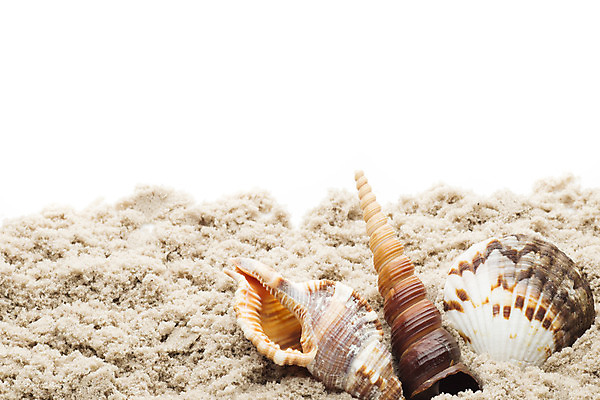 포토 JPG 해외이미지 별 모래 바다 백그라운드 컨셉 자연 불가사리 프레임 해변 사람없음 여름 햇빛 껍질 흰색 산호 심볼 오브젝트 기념품 태평양 가리비 고립 해외202004 해외포토 자연요소 계절 컬러 조개 극피동물 태양 자포동물 생태계 파일형식 이미지허브