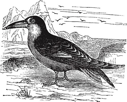 EPS 해외이미지 동물 척추동물 디자인 야생동물 일러스트 자연 조류 생물 미술 사람없음 야외 물 검은색 골동품 흰색 스케치 깃털 그림 생물학 부리 판화 철새 내추럴 니제르 동물상 옛날 해외202004 해외일러스트 자연요소 교육 컬러 문화예술 조형물 생태계 파일형식 벡터 이미지허브