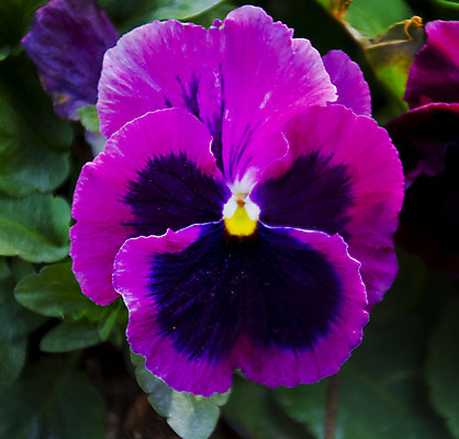 포토 JPG 해외이미지 식물 꽃 백그라운드 잎 꽃무늬 자연 사람없음 초록색 노란색 정원 보라색 성장 흰색 개화 닫기 제비꽃 묘사 원예 내추럴 강렬 비올라 많음 해외202004 해외포토 컬러 컨셉 무늬 모션 취미 생태계 파일형식 찰현악기 이미지허브