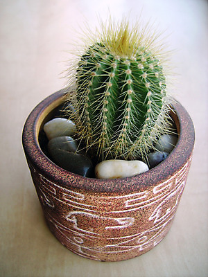 포토 JPG 해외이미지 식물 꽃 자연 선인장 건조 사람없음 초록색 정원 사막 가시 해외202004 해외포토 컬러 생태계 파일형식 이미지허브